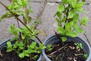 Mint plants