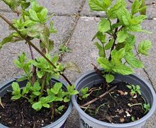 Mint plants