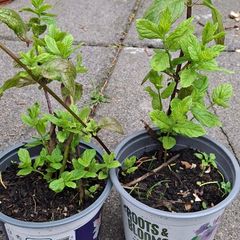 Mint plants