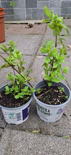 Mint plants