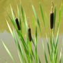 plants Image 2