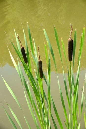 plants