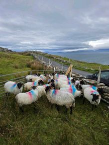 Mayo blackface hoggets