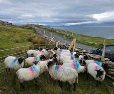 Mayo blackface hoggets