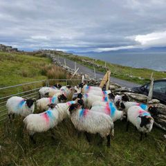 Mayo blackface hoggets
