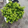 Box Hedging Image 2