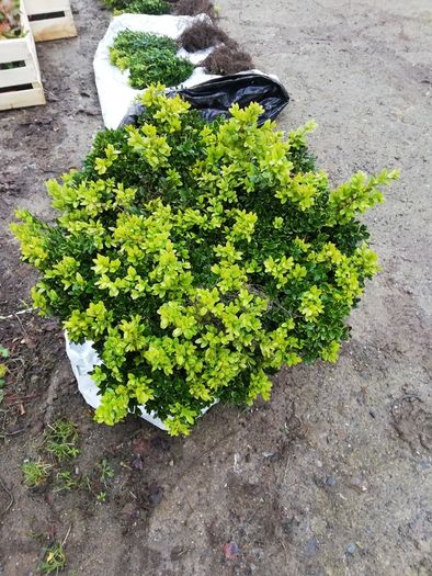 Box Hedging
