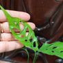 Monstera Obliqua Peru Image 7