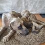 Sculpture of a boy sleeping with a dog Image 4