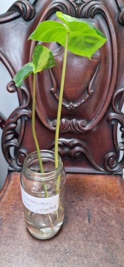 No.8 Philodendron Burle Marx Variegated