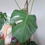 Monstera Deliciosa Image 2