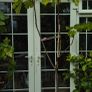 Fig tree, over 7 foot tall Peters Honey fig Image 3
