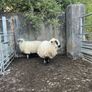 2 valais cross ewe lambs Image 2