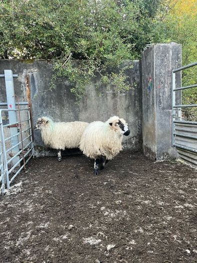 2 valais cross ewe lambs