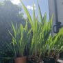 Lucifer Plants Image 3