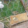 Call ducklings Image 2