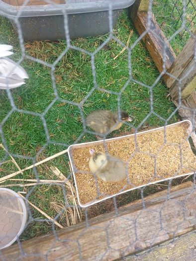 Call ducklings