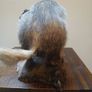 taxidermy Image 5
