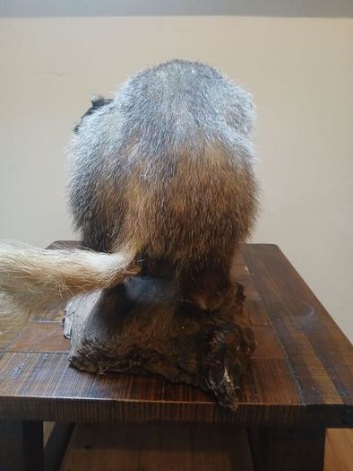 taxidermy
