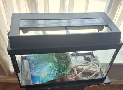 fish t