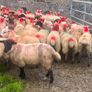 Ewe lambs Image 2