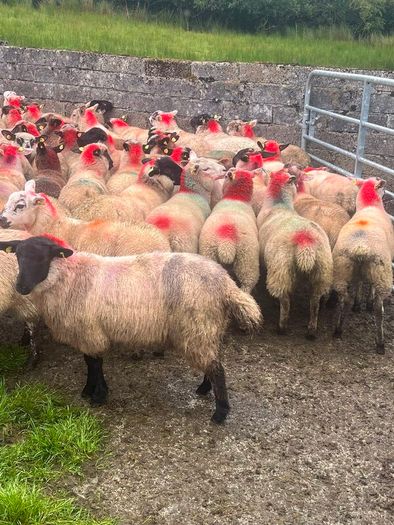 Ewe lambs
