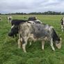 B.B  Heifers Edenderry Mart 19th September Image 5