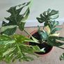 Monstera Thai Constellation - rare plant Image 3