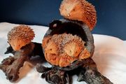 Bowbrook Studios Hedgehogs Family Ornament