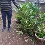Laurel bare root hedging Image 5