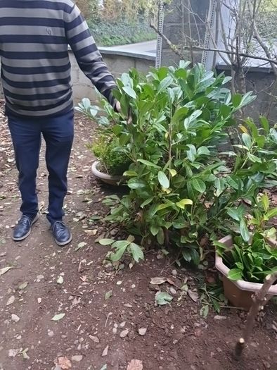 Laurel bare root hedging