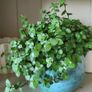 House Plants Image 8