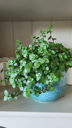 Trailing House Plants.