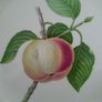 Alfred Meakin - Plate Image 3