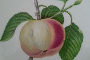 Vintage - Alfred Meakin - Apple Design Plate