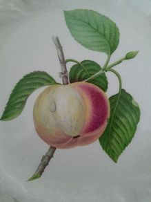 Vintage - Alfred Meakin - Apple Design Plate