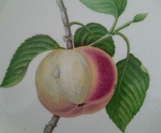 Vintage - Alfred Meakin - Apple Design Plate