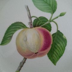 Vintage - Alfred Meakin - Apple Design Plate