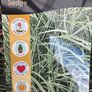 Evergreen plant Image 2