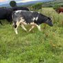 Breeding or beef Heifer Image 8