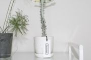 Euphorbia white ghost stem on sale