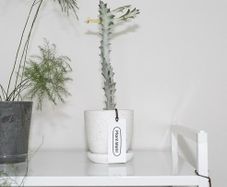 Euphorbia white ghost on sale