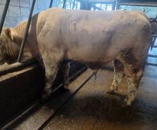 Livestock