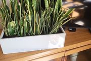 Sansevieria Trifisciata Laurentii planters