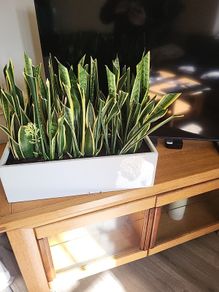 Sansevieria Trifisciata Laurentii planters