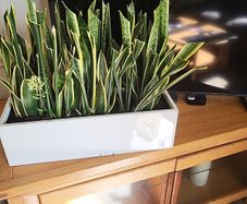 Sansevieria Trifisciata Laurentii planters