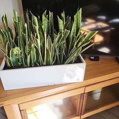Sansevieria Trifisciata Laurentii planters