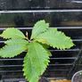 Sweet chestnut trees Image 5