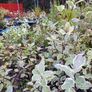 Shrubs, Garden Plants Image 5