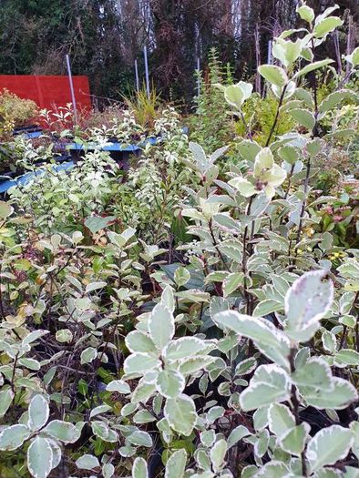 Shrubs, Garden Plants